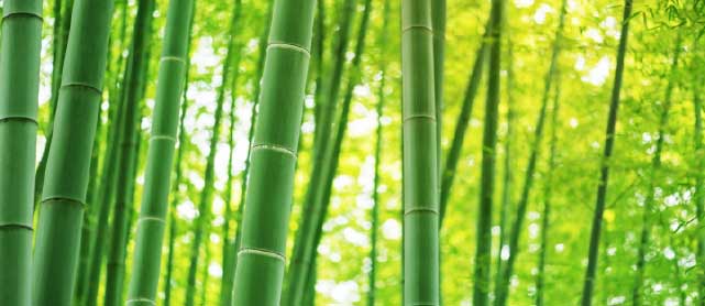 Dowi Hoisery Bamboo Charcoal Bamboo