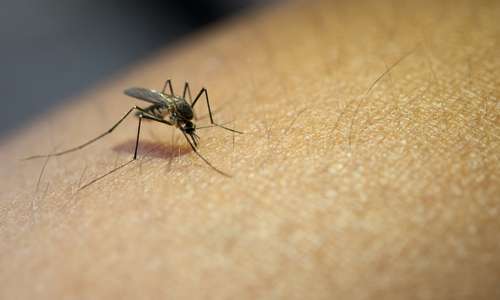 rise of dengue