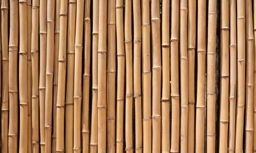 bamboo