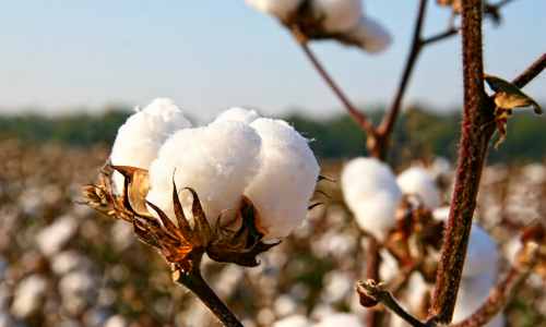 cotton